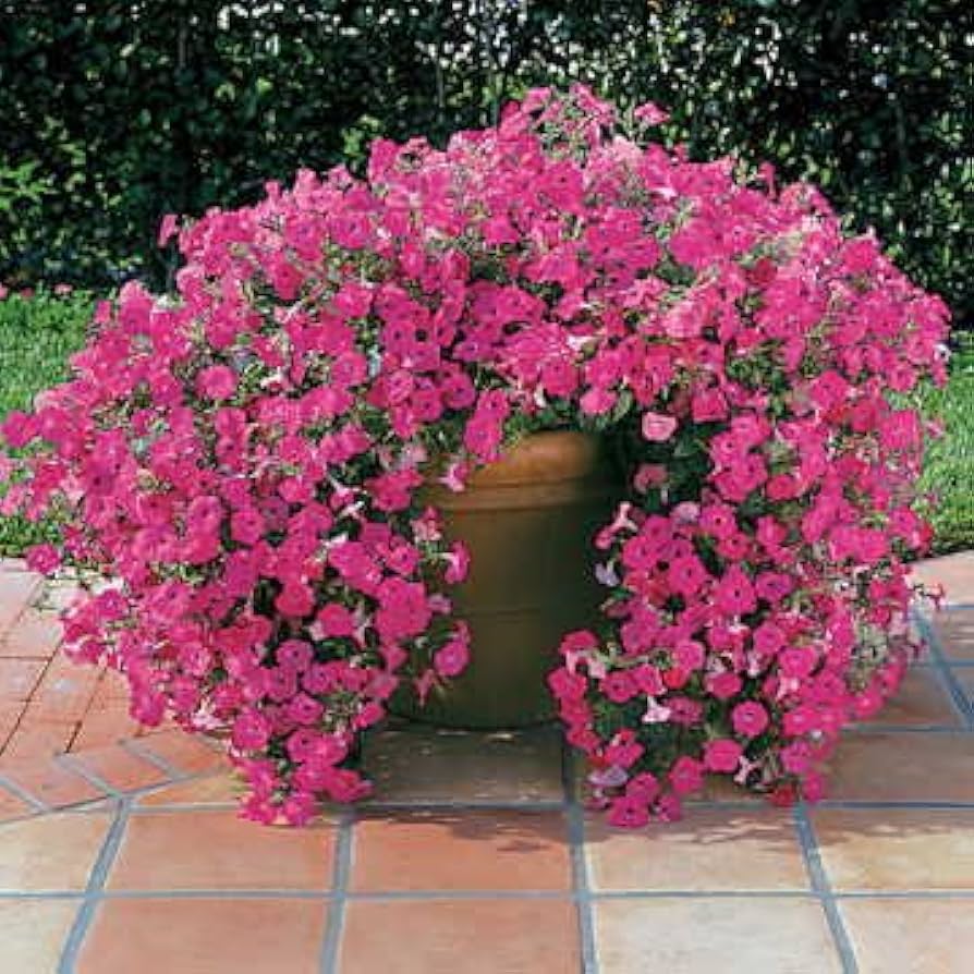 gefüllt Petals Petunie Petunie spp. Samen zur Aussaat hängend Baskets