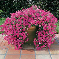 hell Rosa Cerasus mehrjährig Blumensamen zur Aussaat duftend Blüten Traditionssorte & ohne Gentechnik Samen Hausgarten