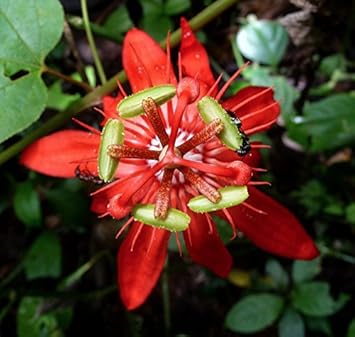 Rot passiflora blume samen for anpflanzung - long bloom season, heirloom & gmo free samen for home garten
 
 sale for anpflanzung in home garten