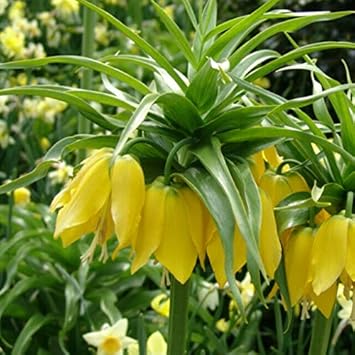Gelb imperial crown fritillaria blume samen for anpflanzung - premium quality, heirloom & gmo free samen for home garten
 
 sale samen for home garten