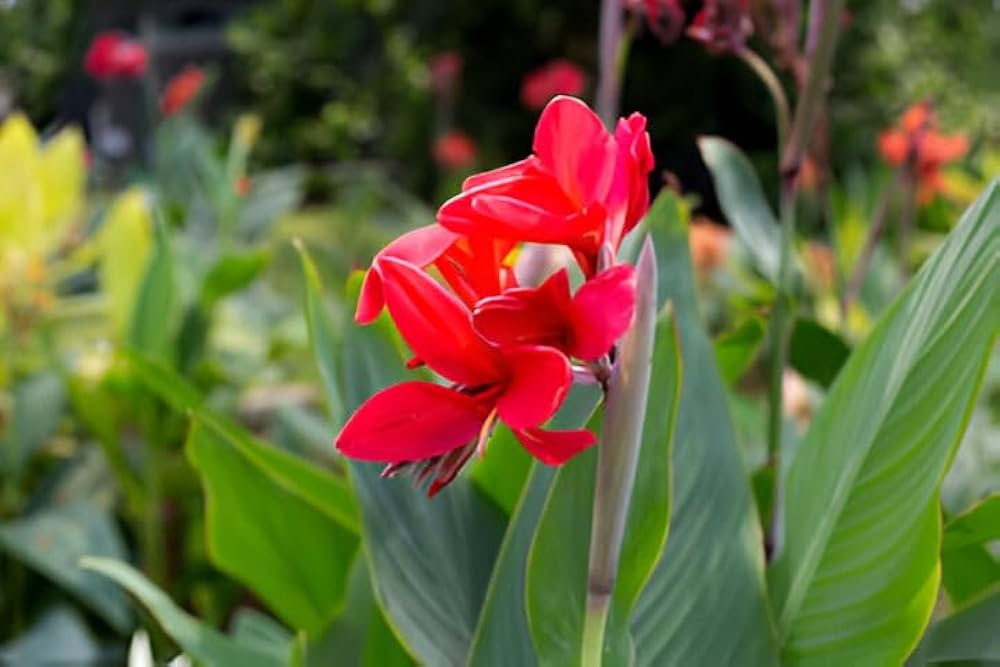 Canna Blumensamen zur Aussaat – ideal Rabatten – Traditionssorte & ohne Gentechnik Samen Hausgarten
