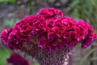 Celosia Cristata Cockscomb Mischung Blumensamen