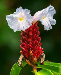 Traditionssorte Costus Barbatus Blumensamen zur Aussaat Halbschatten verträglich Traditionssorte & ohne Gentechnik Samen Hausgarten