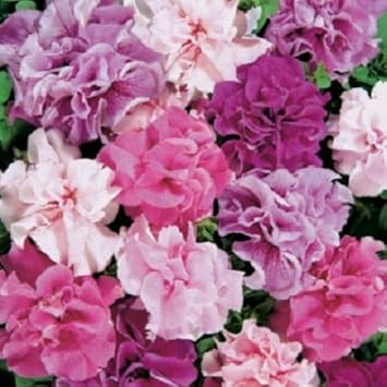 Mixed pelleted blume samen for anpflanzung - bright blooms, heirloom & gmo free samen for home garten
 
 sale for anpflanzung in home garten.