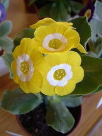 Primel Polyneura Blumensamen zur Aussaat