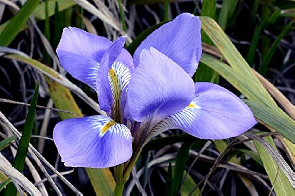 Blau Iris Blumensamen zur Aussaat – Garten beliebt – Traditionssorte & ohne Gentechnik Samen Hausgarten