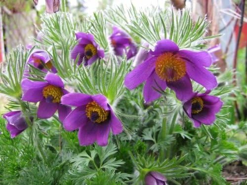 Himmelblau Anemone Pulsatilla Blumensamen zur Aussaat Landhaus Garten wichtig Traditionssorte & ohne Gentechnik Samen Hausgarten