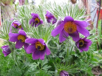 Violett Anemone Pulsatilla Blumensamen zur Aussaat sonnenliebend Traditionssorte & ohne Gentechnik Samen Hausgarten