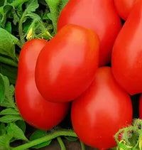 Roma vf tomato samen für traditionelle tomatoes