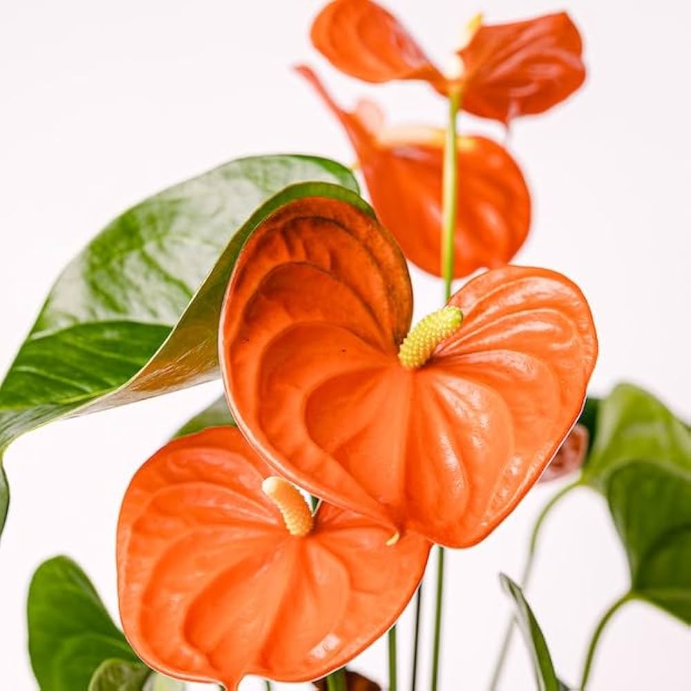 dunkel Orange Flamingoblume Blumensamen zur Aussaat leuchtend Traditionssorte & ohne Gentechnik Samen Hausgarten