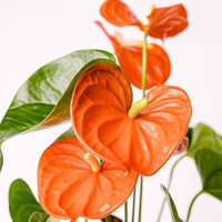 dunkel Orange Flamingoblume Blumensamen zur Aussaat leuchtend Traditionssorte & ohne Gentechnik Samen Hausgarten