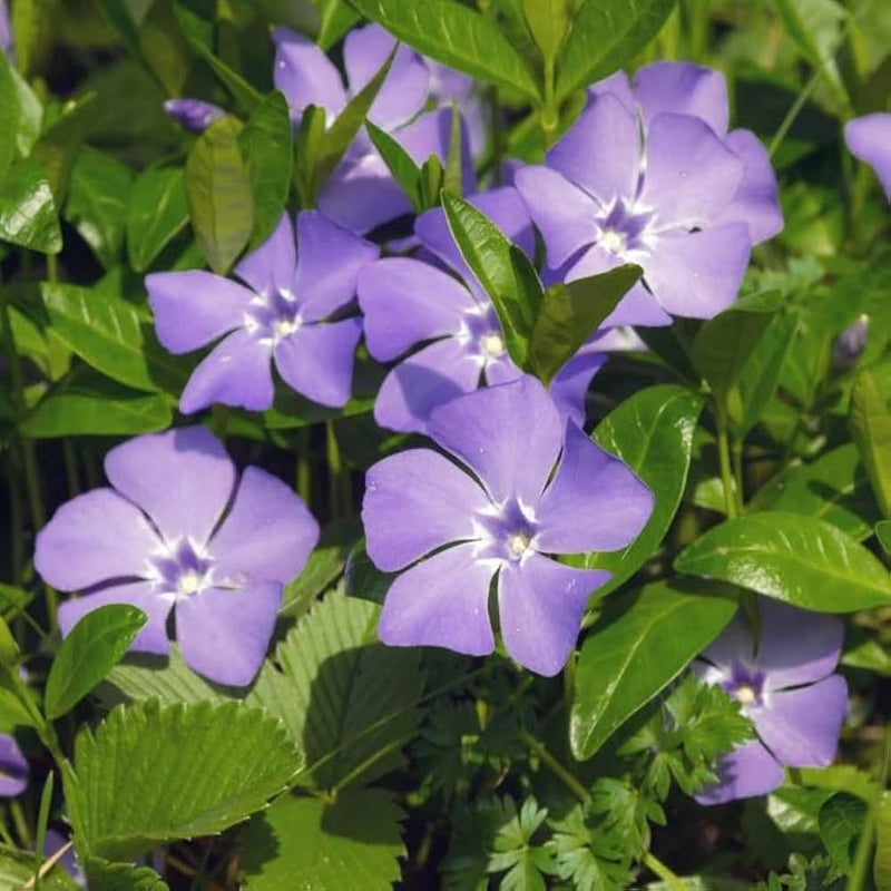 Vinca sunstorm lila periwinkle annual blume samen