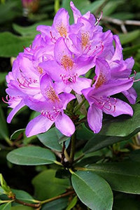 Azalee Blumensamen zur Aussaat – Anzucht – Traditionssorte & ohne Gentechnik Samen Hausgarten