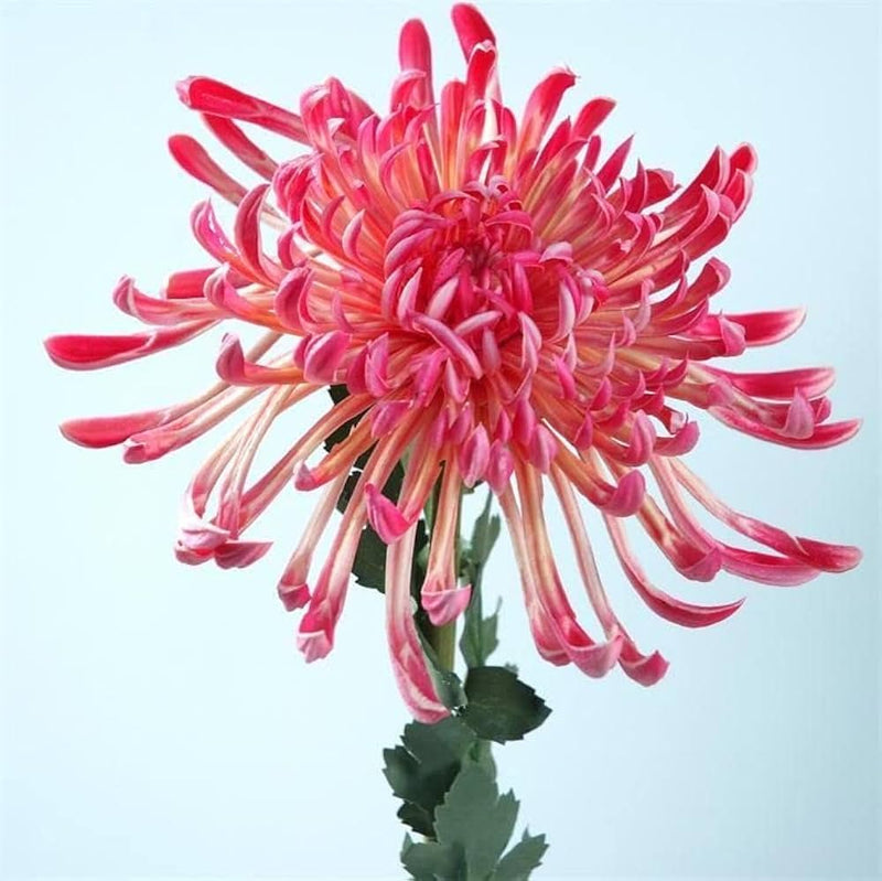 Japan spider chrysanthemum blume samen
