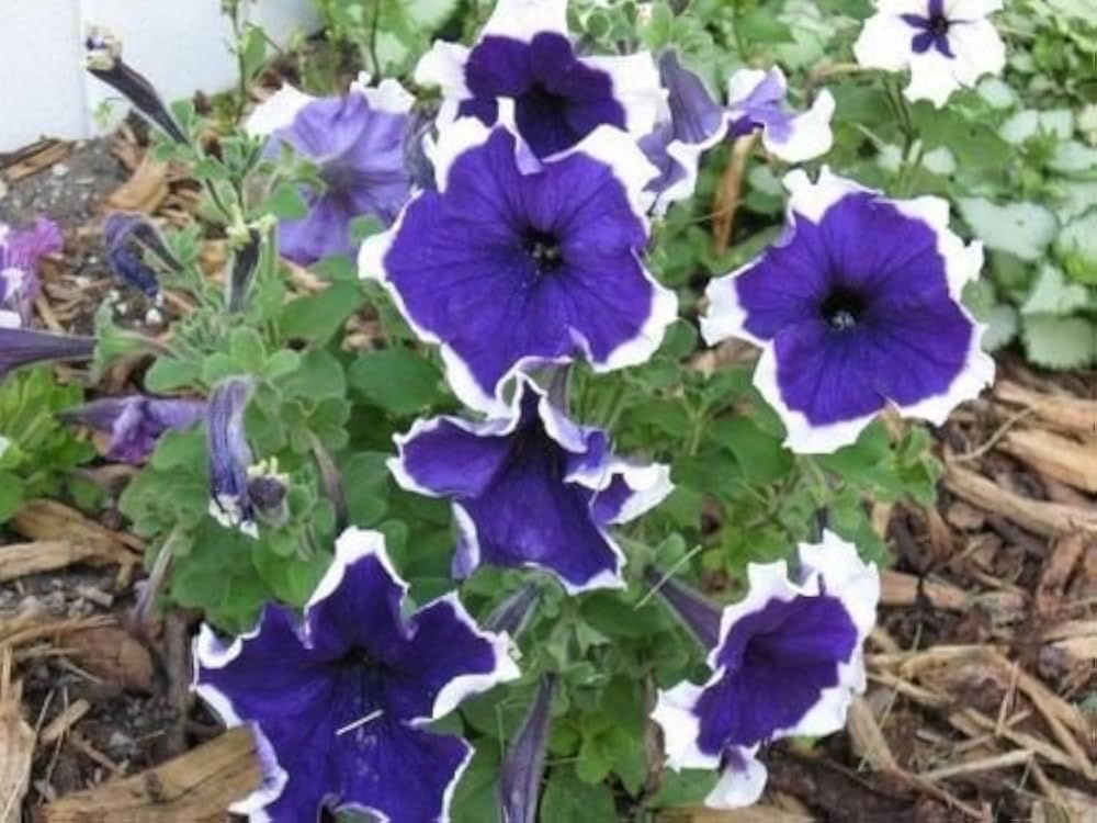 Sorte Flix Mischung Petunie Samen Petunie zur Aussaat Blume Beet & Garten