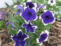 Sorte Flix Mischung Petunie Samen Petunie zur Aussaat Blume Beet & Garten