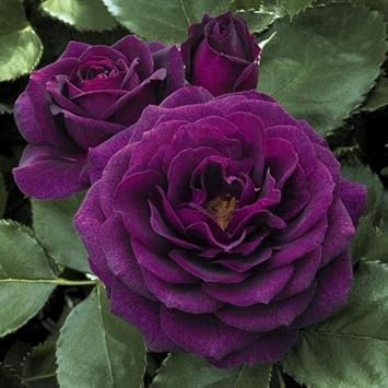 Lila dragon rose blume samen for anpflanzung - premium quality, heirloom & gmo free samen for home garten
 
 sale samen for anpflanzung in home garten