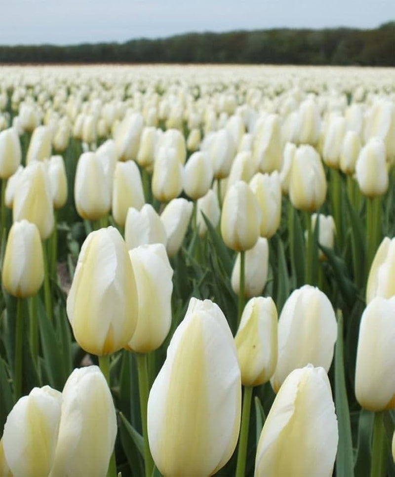 hell Grey Tulpe Blumensamen zur Aussaat robust Sorte Traditionssorte & ohne Gentechnik Samen Hausgarten