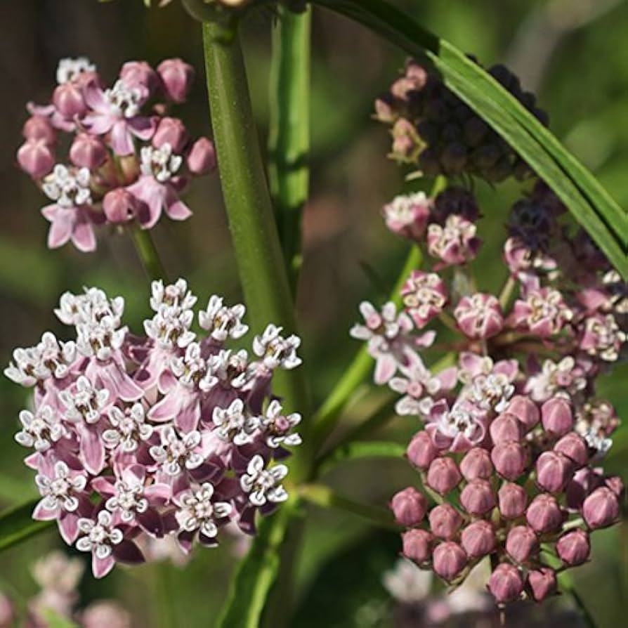 Narrow Leaf Milkweed Asclepias fascicularis Pflanze Samen zur Aussaat Schmetterling Garten