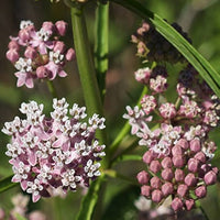 Narrow Leaf Milkweed Asclepias fascicularis Pflanze Samen zur Aussaat Schmetterling Garten