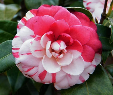 Weiß hell Rot Kamelie Blumensamen zur Aussaat – saisonal Dauerblüher – Traditionssorte & ohne Gentechnik Samen Hausgarten