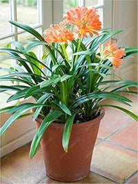 Clivia Samen Mehrjaehrige Zimmerpflanze