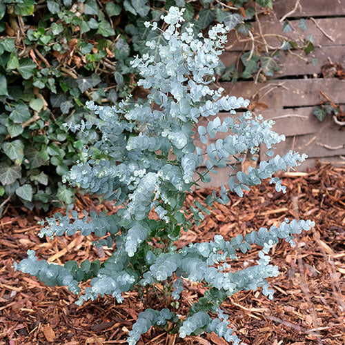 Eucalyptus gunnii Samen für einfaches Anpflanzen