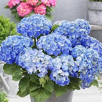 Sky blau hydrangea samen for vibrant blume anpflanzung