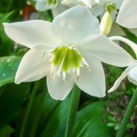 Germer lily cardiocrinum giganteum for anpflanzung in perennial garten