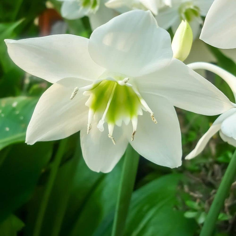 Germer lily cardiocrinum giganteum for anpflanzung in perennial garten