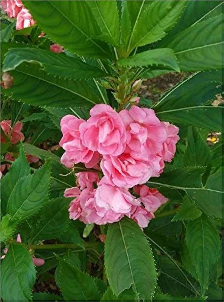 Rosa Balsamine Blumensamen zur Aussaat Anzucht Traditionssorte & ohne Gentechnik Samen Hausgarten