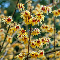 Chimonanthus Wintersweet Blumensamen zur Aussaat Halbschatten verträglich Traditionssorte & ohne Gentechnik Samen Hausgarten