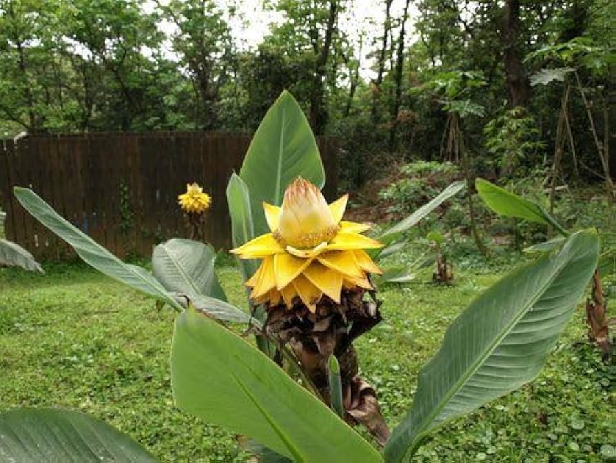 Weiß Musella Lasiocarpa Blumensamen zur Aussaat – robust Sorte – Traditionssorte & ohne Gentechnik Samen Hausgarten