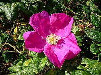 Rugosa blume samen for anpflanzung - compact growth, heirloom & gmo free samen for home garten
 
 sale for anpflanzung in home garten.