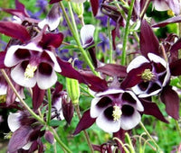 William guinness columbine for anpflanzung in garten