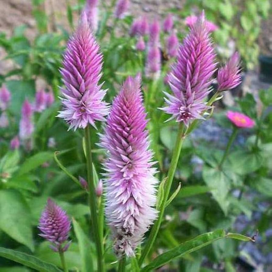 Celosia Piumato Rosa Flamingo Samen – Striking Rosa Self-Seeding einjährig Blumen