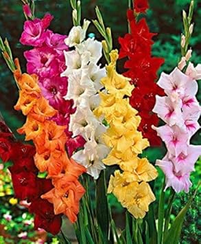 Mixed gladiolus blume samen for anpflanzung - sun loving, heirloom & gmo free samen for home garten
 
 sale for anpflanzung in home garten.