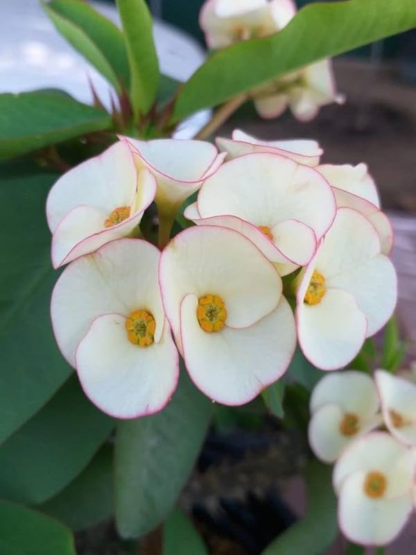 zart Rosa Euphorbia Milii Blumensamen zur Aussaat duftend Blüten Traditionssorte & ohne Gentechnik Samen Hausgarten