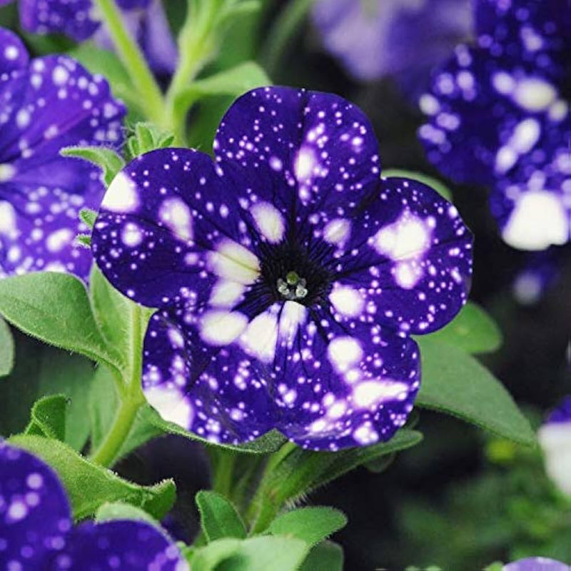 Tacoli Bonsai Petunie Blumensamen zur Aussaat saisonal Dauerblüher Traditionssorte & ohne Gentechnik Samen Hausgarten