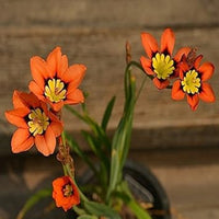 Blau rot sparaxis blume samen for anpflanzung - premium quality, heirloom & gmo free samen for home garten
 
 sale samen for home garten