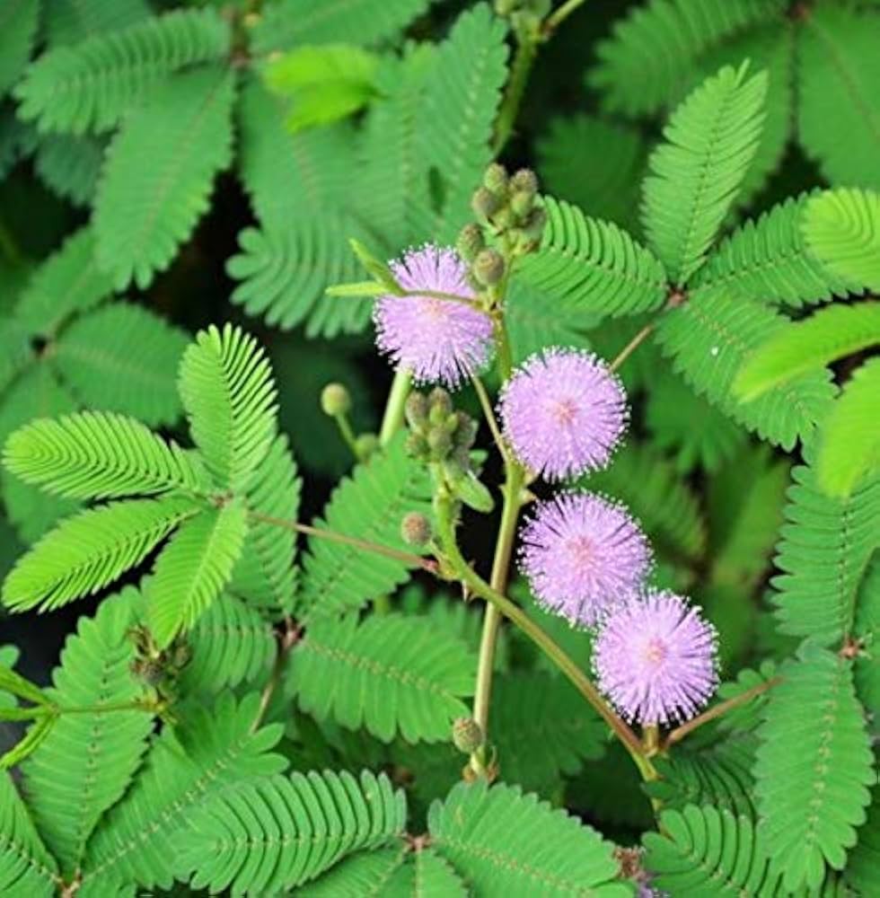 Mimosa Blumensamen zur Aussaat – sonnenliebend – Traditionssorte & ohne Gentechnik Samen Hausgarten