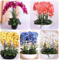 Mixed phalaenopsis orchid blume samen for anpflanzung - colorful display, heirloom & gmo free samen for home garten
 
 sale for anpflanzung in home garten.