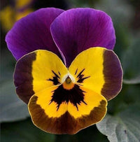 Veilchen Engel Blueberry Glow Samen Striking Violett Blumen