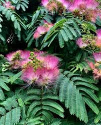 Albizia Blumensamen – Mimosa Silk Baum Samen Blume Pot Pflanzen – DIY Hausgarten