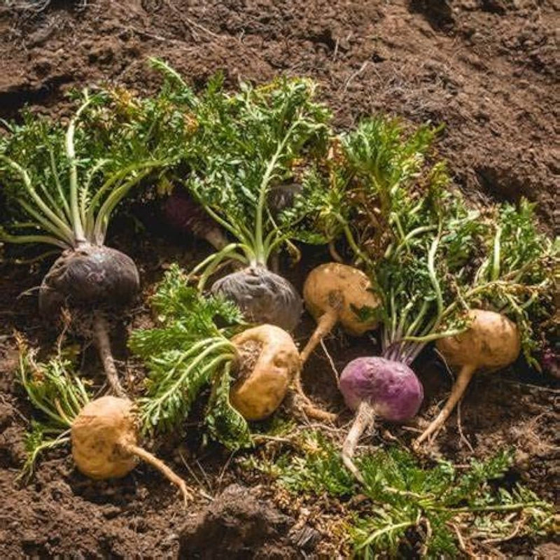 Maca root lepidium meyenii für aussaat in herbal garten