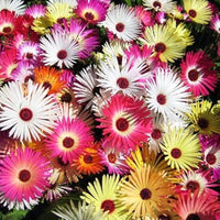 Gelb Rot Ice Blumensamen zur Aussaat – robust Sorte – Traditionssorte & ohne Gentechnik Samen Hausgarten