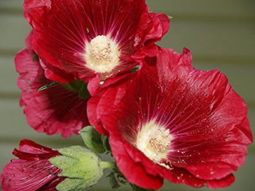 dunkel Rot Althaea Rosea Blumensamen zur Aussaat – Traditionssorte ohne Gentechnik Samen für Ihren Garten robust Sorte