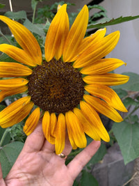 Semillas De Girasol Blumensamen zur Aussaat Samen leuchtend – Radiant Blüten