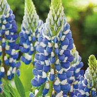 Sweet Blau Lupine Samen – robust mehrjährig Blume und Nutrient-Rich Soil