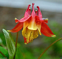 Rot Akelei Canadensis Blumensamen ideal Frühling Aussaat